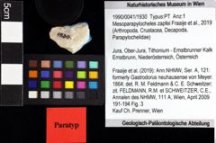 Foto (Objket + Etiketten) von Discutiolira moesica (Muţiu & Bădăluţă, 1971) 